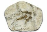 Plate of Dinosaur (Grallator) Tracks - Positive & Negative #366862-2